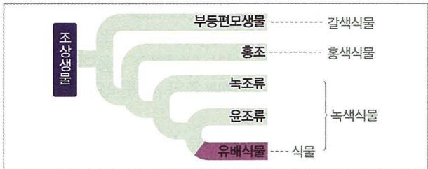 식물의 진화